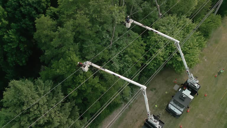 Trusted Newfield, NJ Tree Removal Experts